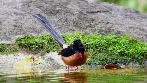 White-rumped-Shama-Baden-Im-Wald-An-Einem-Heißen-Tag,-Copsychus-Malabaricus,-In-Zeitlupe