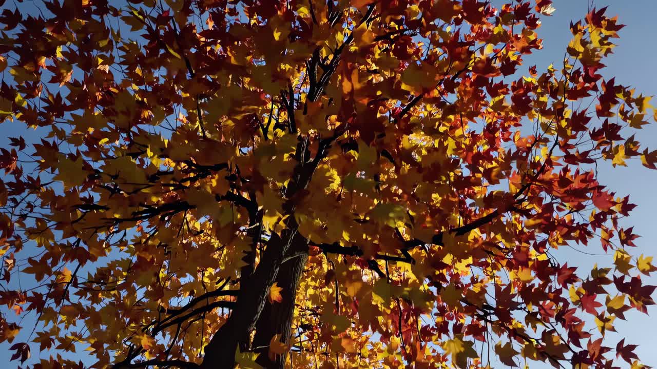 Low-angle video shot of vibrant autumn leaves against a clear blue sky, capturing the essence