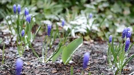 snow lightly falling over a garden full of grape hyacinth flowers