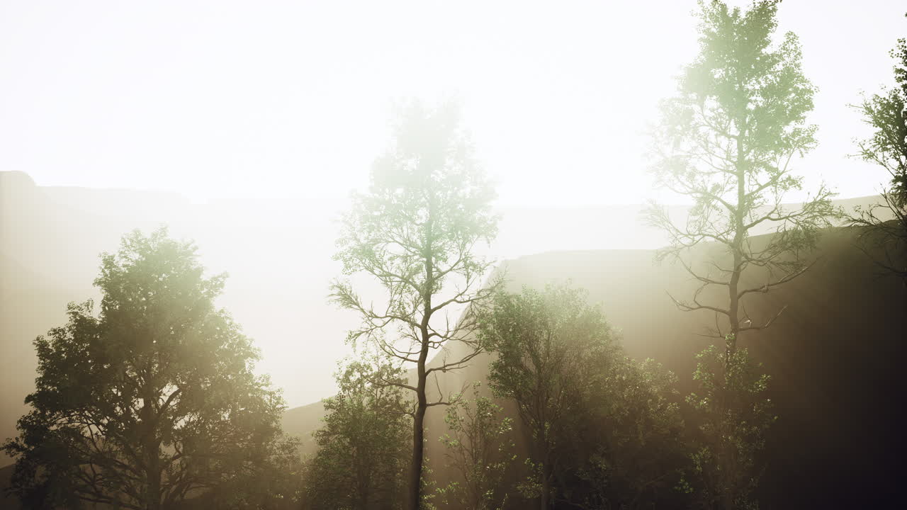 큰 소나무 들 이 산 에 있는 바위 가  ⁇ 어 있는 곳 에서 자라고 있다