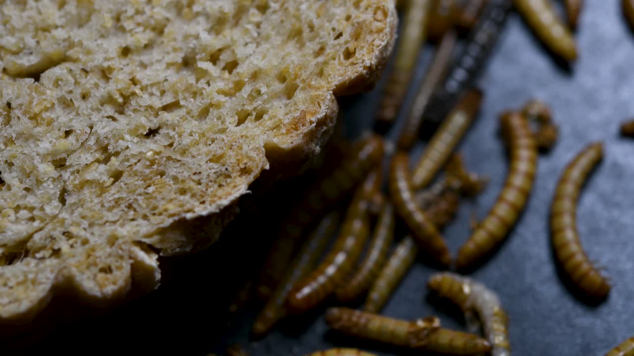 밀웜은 물고기, 뱀, 새, 개구리와 같은 애완동물에게 먹이를 주는 데 사용되는 딱정벌레의 일종입니다.