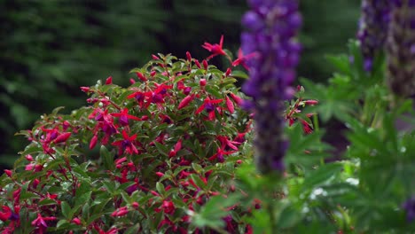 fuchsia red evening primrose plant in the summer rain