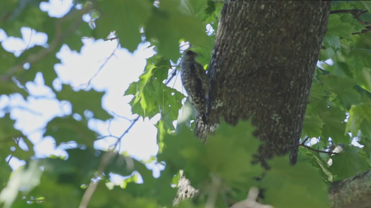 American Three-toed Woodpecker On A Tree