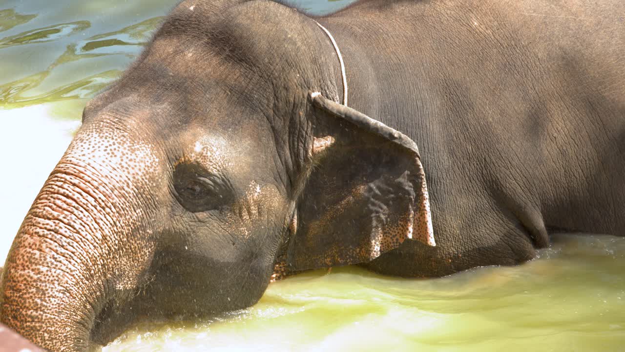 Primer plano de un elefante asiático refrescándose en agua turbia bajo la brillante luz del sol.