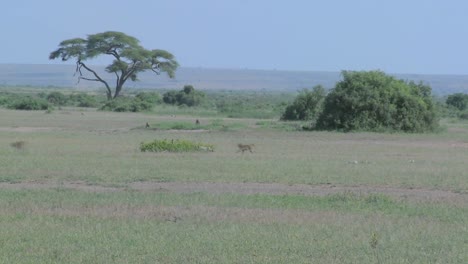 2020-Affen-Laufen-über-Die-Ebenen-In-Afrika