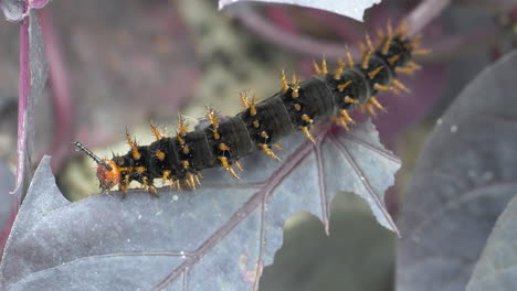 macro slow motion of blackleg tortoiseshell eating leaf in wilderness