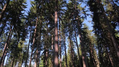 green morning forest tall trees camera panning between trees in a pine forest green morning forest tall trees camera panning between trees in a pine forest