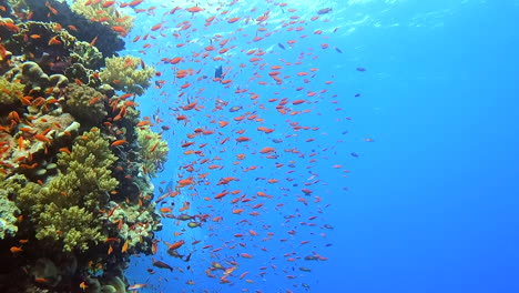 huge school of sea goldies and other tropical fish swimming near large coral reef