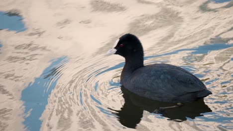 eurasian common coot eating alga on pond at colorful pink sunset time - close-up