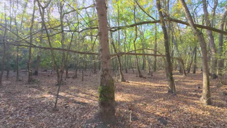 slide left with gimbal through a beautiful forest colorful autumn in the mountain forest ocher colors red oranges and yellows dry leaves beautiful images nature without people