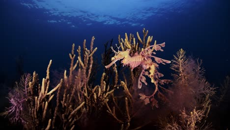 Leafy-Sea-Dragon-with-eggs-4k-slow-motion-South-Australia