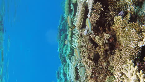 yellowstripe goatfish swimming in tropical waters of new caledonia