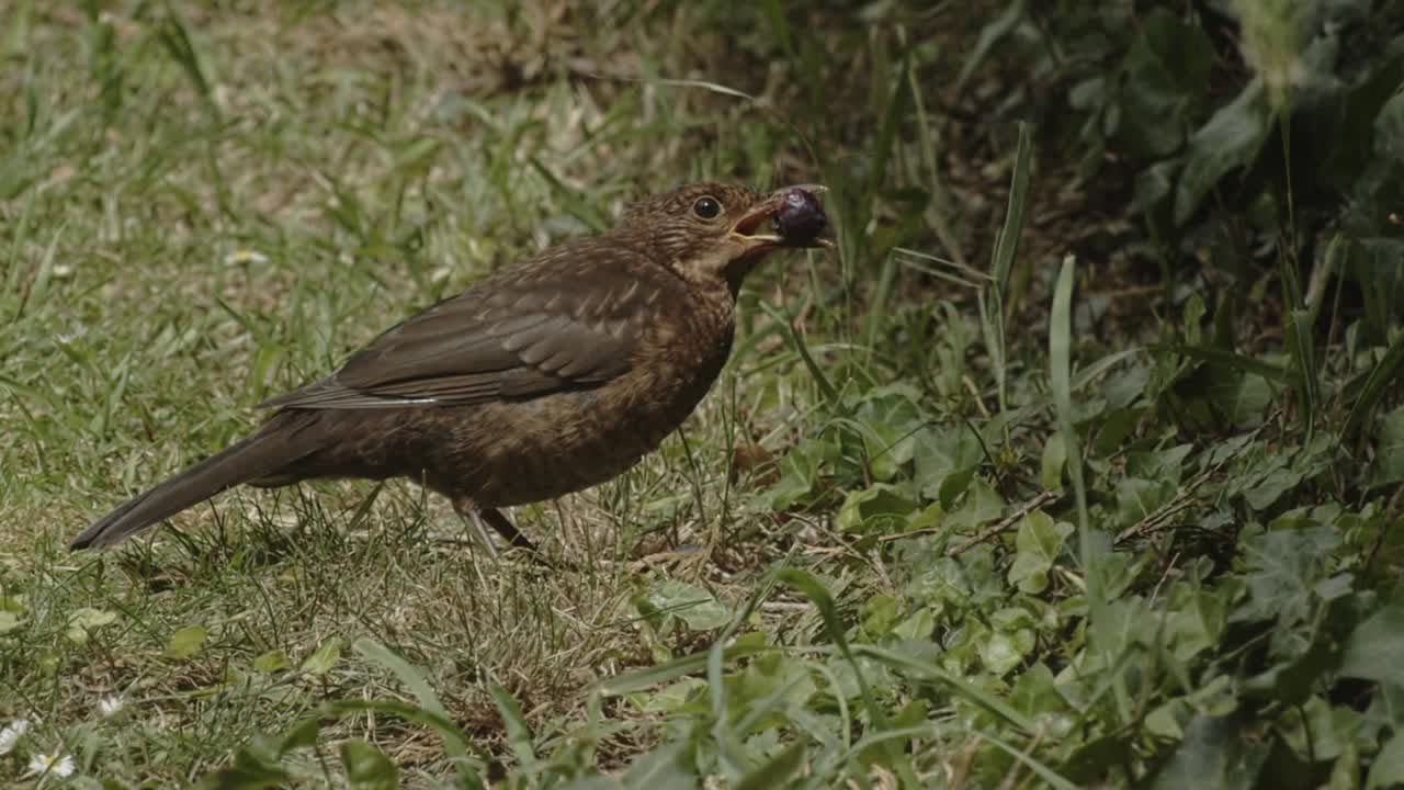 una amplia toma de un estornino joven en perfil comiendo un arándano por un seto
