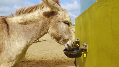 a thirsty donkey in captivity drinking water in kralendijk, bonaire on a sunny day - close up slowmo