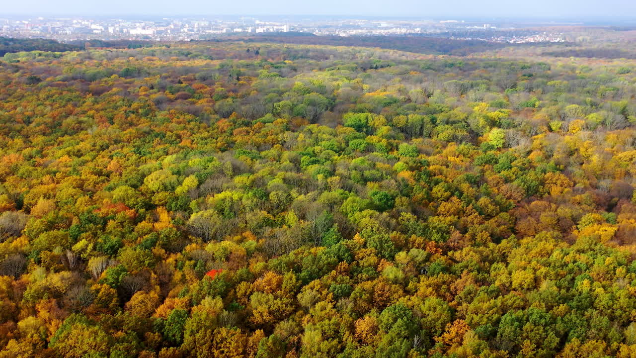 Top autumn wood. Beautiful nature background. Autumn forest with colorful trees. Trees with bright foliage. Deciduous forest in the fall. Aerial top view