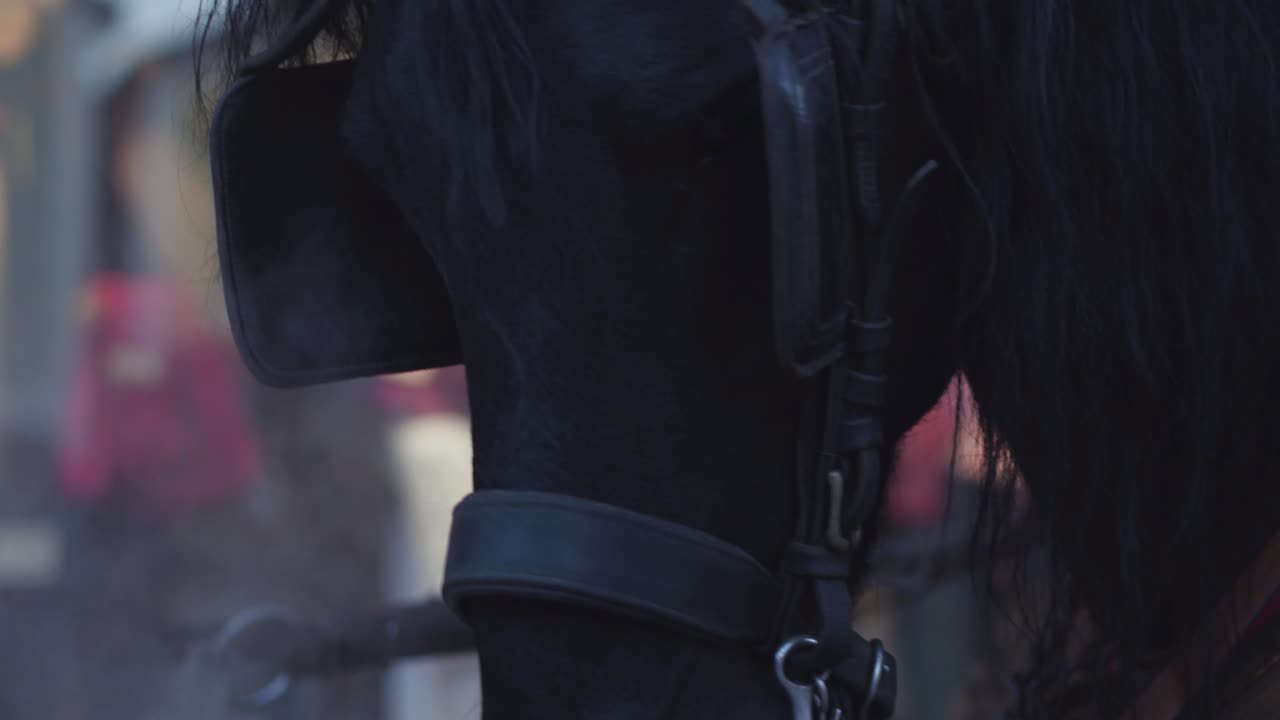 un primer plano de 2 caballos en invierno