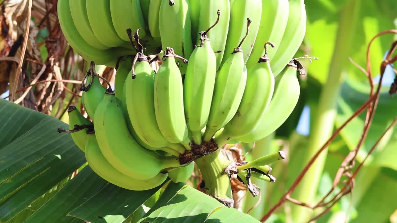 A detailed view of green bananas growing in a cluster on a tree, surrounded by lush leaves.