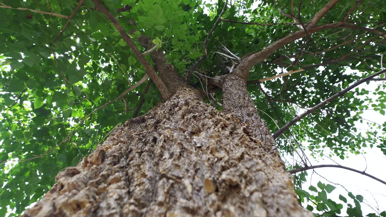Witness the grandeur of a tree reaching for the sky an urban park emphasizing nature's beauty and sustainability