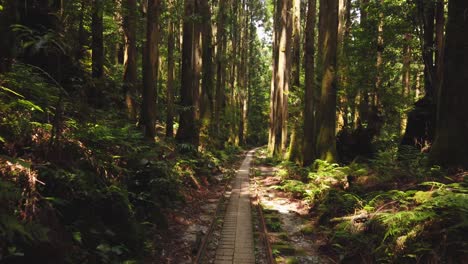 hiking through japanese cedar trees on yakushima island, yakusugi-land