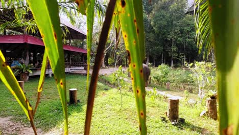 Diapositiva-Revelada-Detrás-De-Las-Hojas-Verdes-De-Palma-De-Un-Elefante-Caminando-Dentro-Del-Parque-Nacional-Khao-Sok-En-Tailandia-En-Un-Día-Soleado---Toma-Panorámica