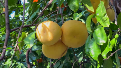 citrus maxima or pamplemusa hanging from the tree in the garden