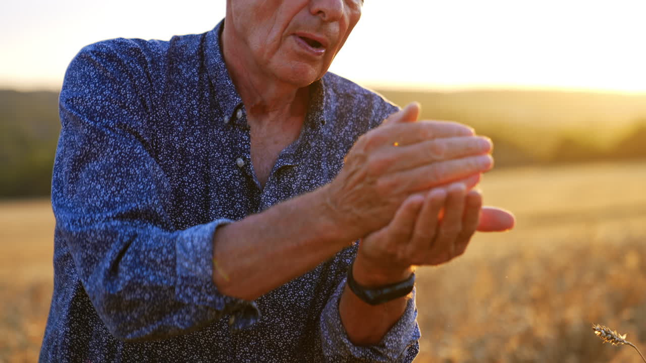 Man enjoying sunset in a golden field. Elderly man in a wheat field at sunset, gently blowing into his hand, creating a tranquil moment