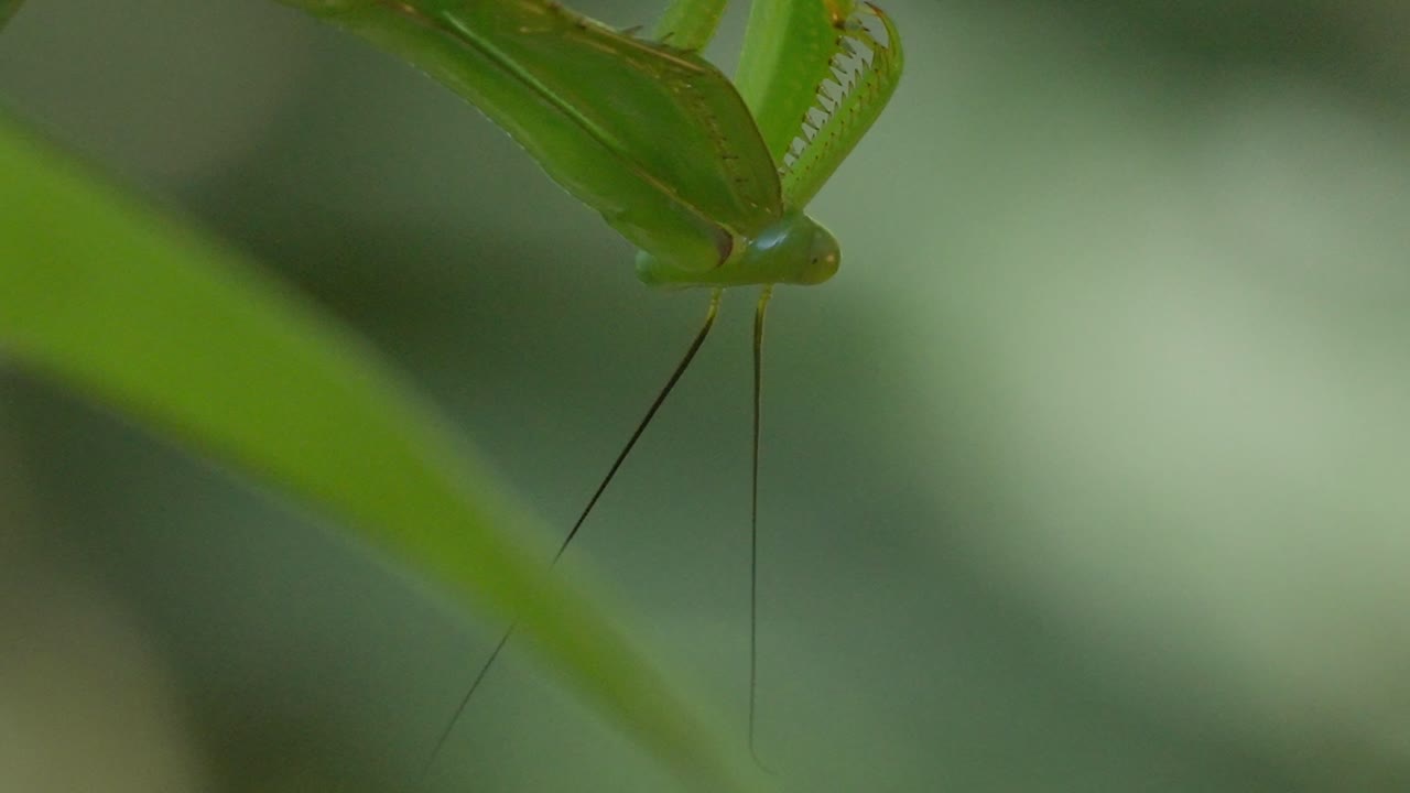 Close up shot of green Macro Mantis on a leaf in Tambopata, Madre de Dios Region, Peru, in the peruvian amazon