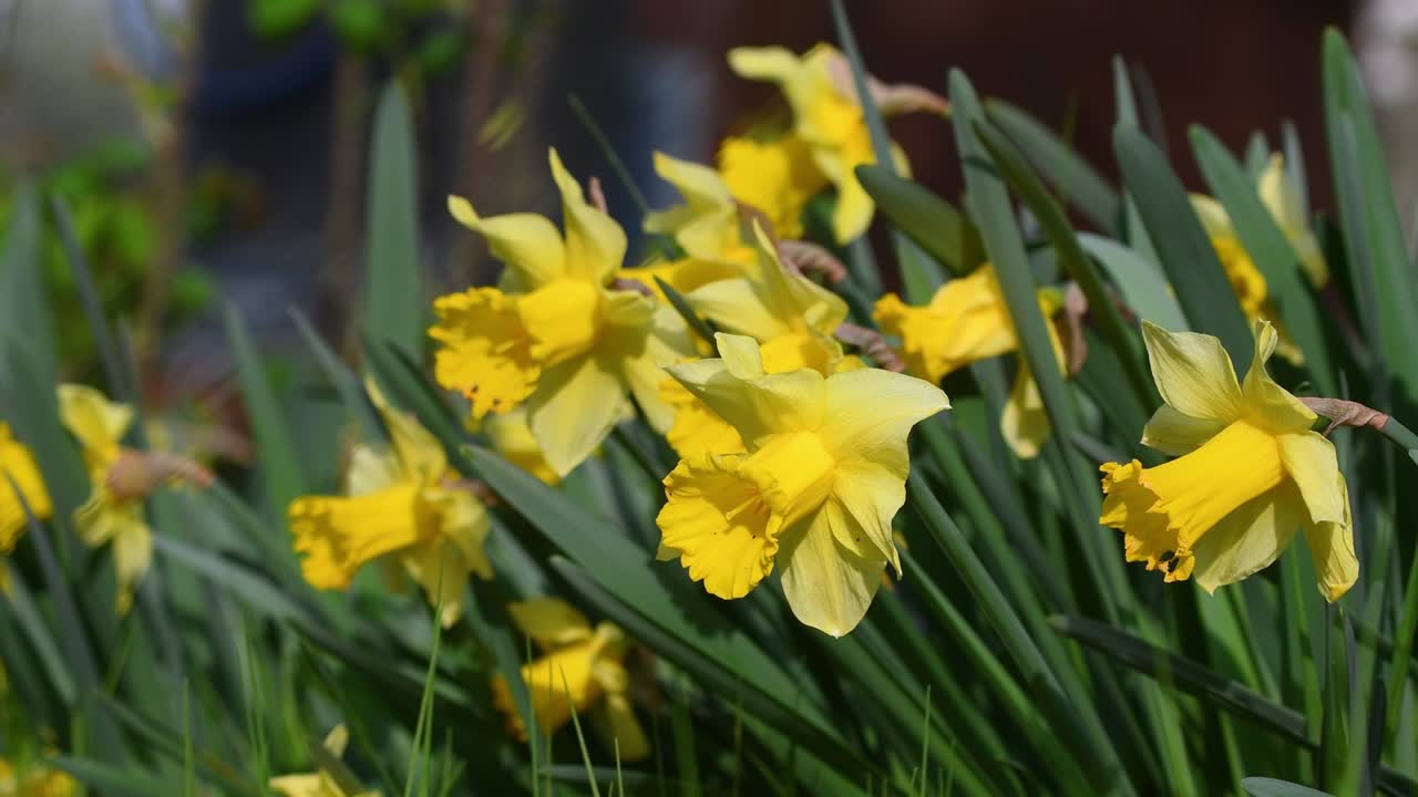 Close-up of daffodils in a garden. Yellow daffodils bloom in the garden or park. Concept of spring season arrival with sun and warm days. April Easter flowers sway in the wind. selective focus.