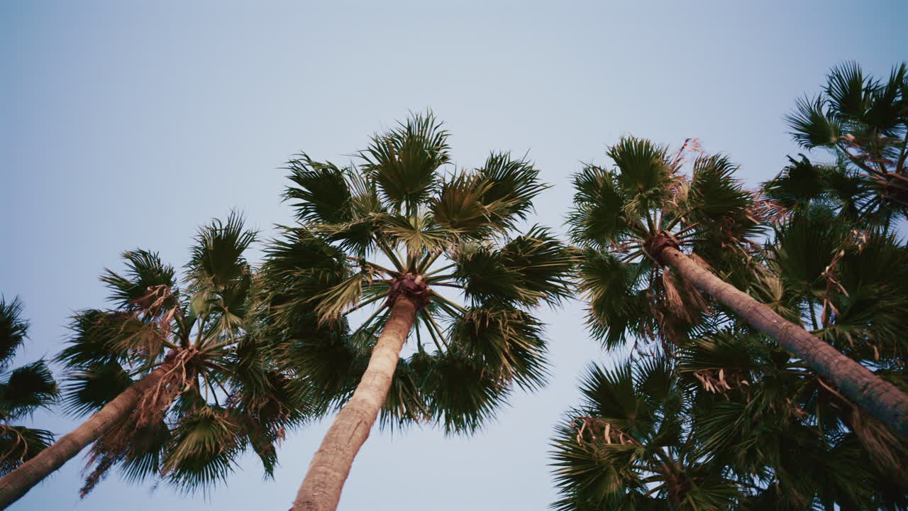 A line of tall palm trees captured at sunset with warm light illuminating the fronds