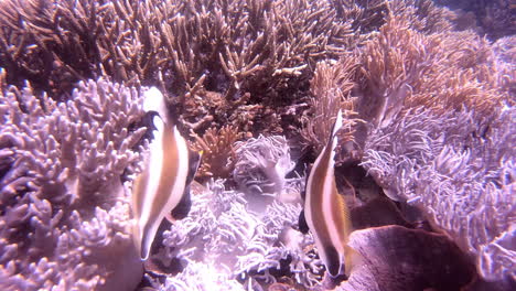 Las-Bellezas-De-Los-Peces-Rayados