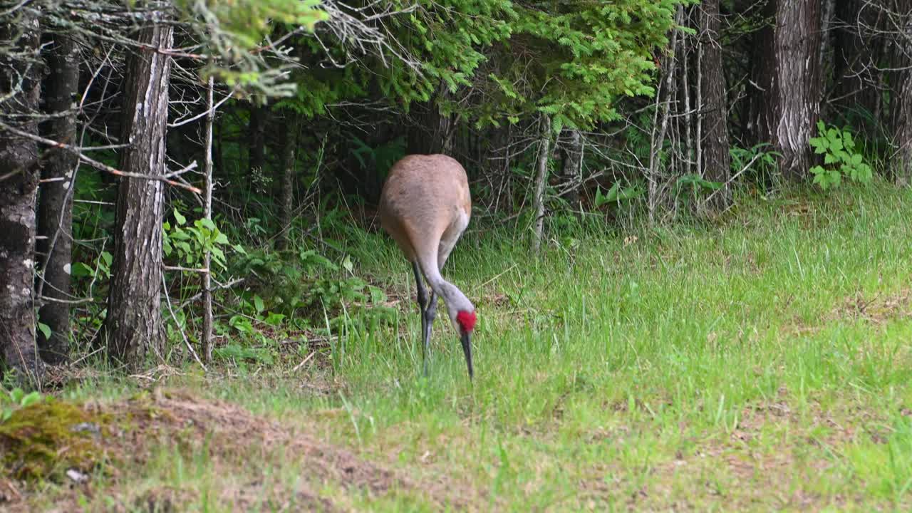 Gru canadese in piedi, vigile, ai margini di una radura nella foresta, circondata da alberi alti