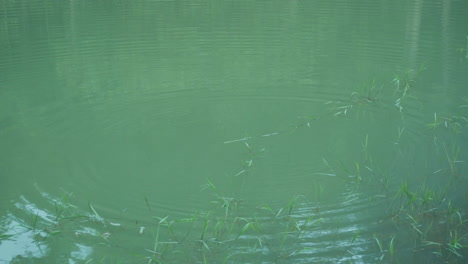static high angle shot of stones being thrown into the lake, water surface with waves