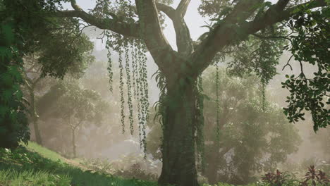 dense tropical rainforest with morning fog