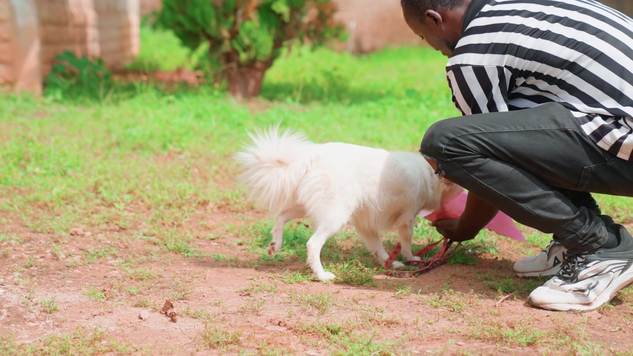 Black man crouched feeding white dog from pink bowl in sunny backyard, striped shirt and sneakers, gentle hand guiding bowl, green grass and shrubs, warm nurturing mood and close pet bond