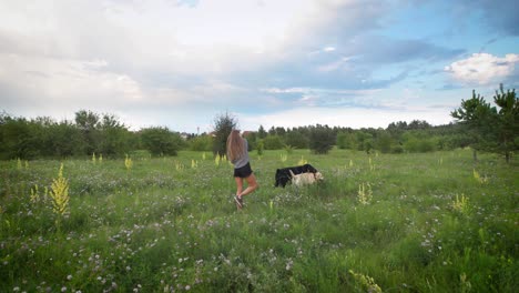 young woman is walking two dogs in green blooming field in summer evening, dogs are playing, beautiful cloudy sky is in background