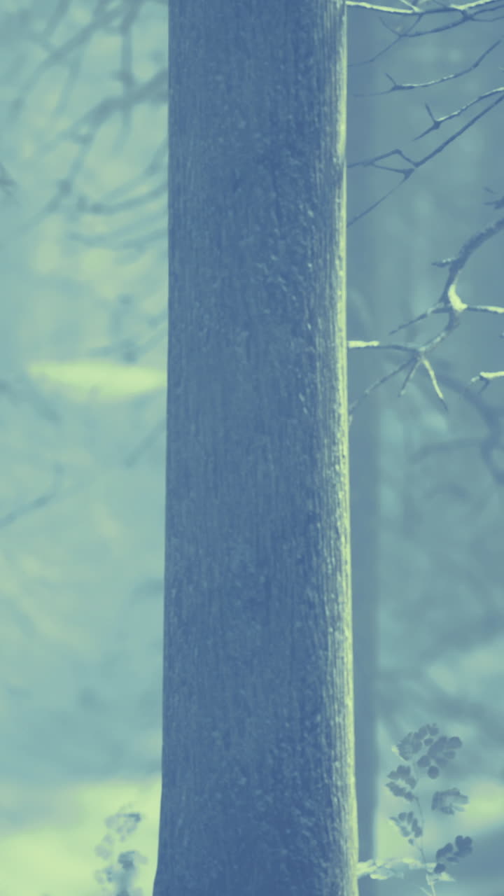 La nebbia copre gli alberi in una foresta in una fresca mattina vicino a un lago.