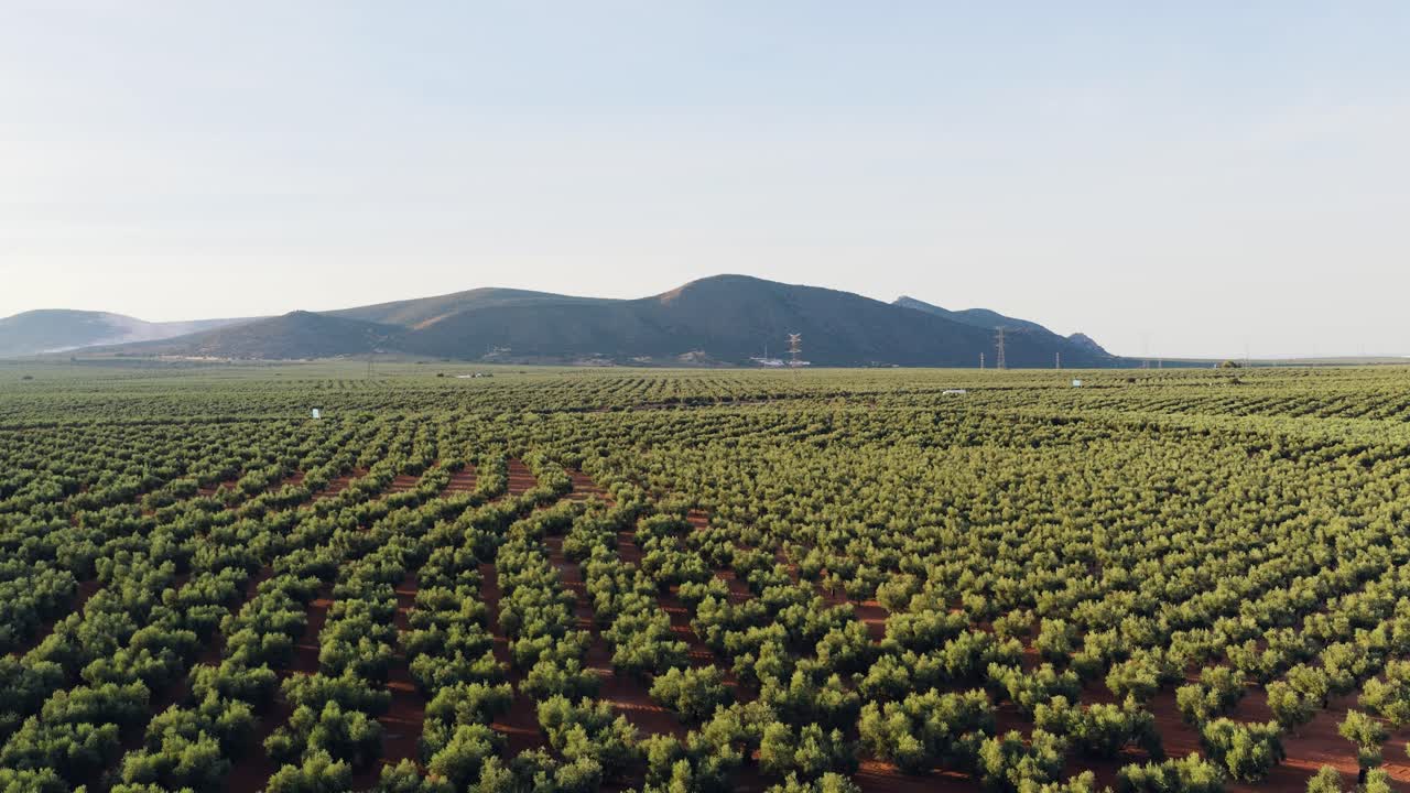 Paesaggio di uliveto
