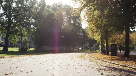 slow motion forward tracking shot beautiful trees autumn sunshine