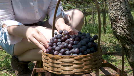 woman harvesting red grapes directly from the vines, close-up shot