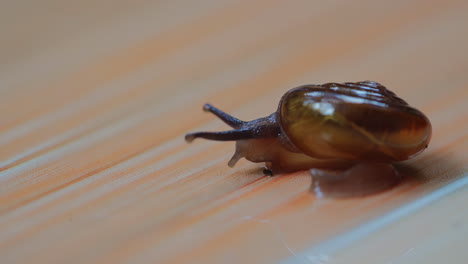 Nahaufnahme-Der-Langsamen-Reise-Einer-Schnecke-über-Den-Boden