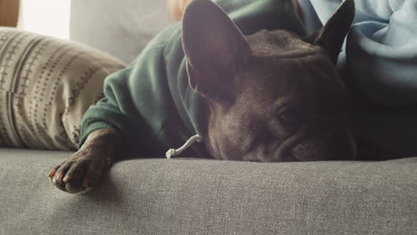 close up view of bulldog with sweatshirt sleeping on the sofa with his owner in the living room