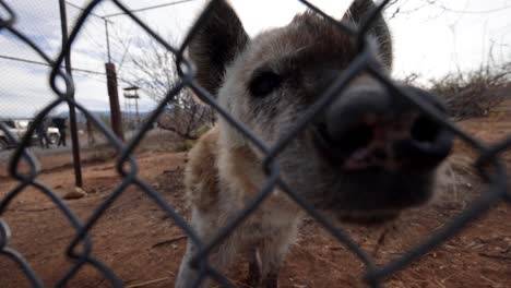 hyena sniffing camera through fence of wildlife sanctuary