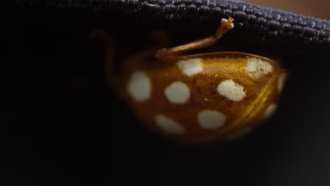 Orange ladybird Halyzia sedecimguttata crawls into hiding