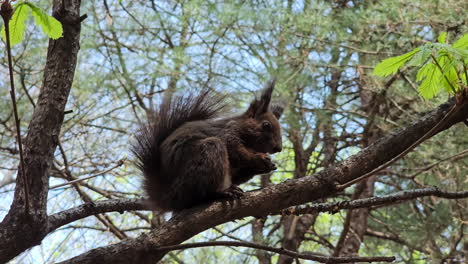 Ardilla-Roja-Comiendo-En-La-Rama-De-Un-árbol-En-El-Parque-En-Seúl,-Corea-Del-Sur