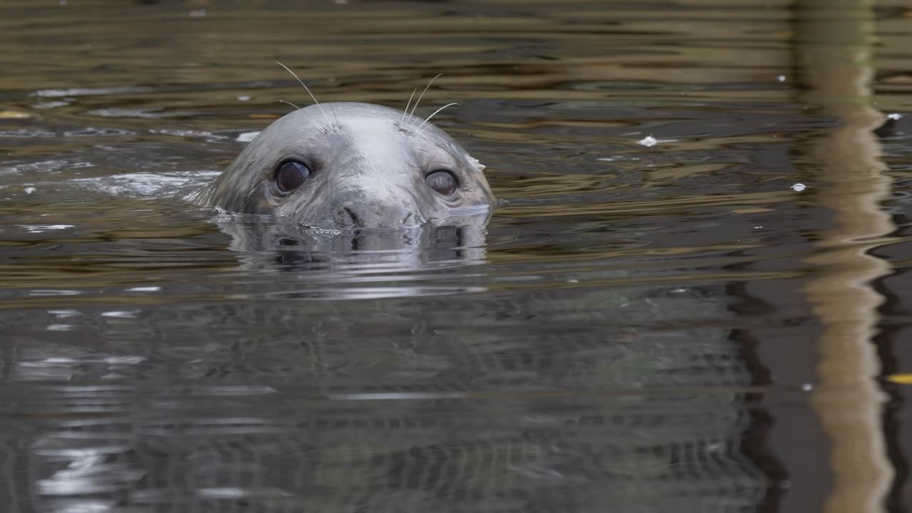 tiro de ángulo bajo de cierre largo del hocico y los ojos de una foca gris curiosa mirando a través del agua fría de un río oscuro y frío