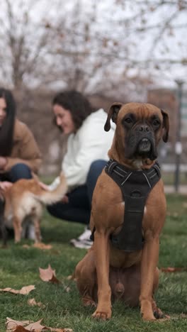 close up view of a boxer dog looking around while a group of people and their dogs