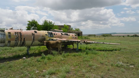 Vaca-Parada-Junto-A-Los-Restos-Del-Avión-De-Combate-Aéreo-En-La-Base-Aérea-De-Shiraki,-Georgia