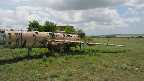vaca parada junto a los restos del avión de combate aéreo en la base aérea de shiraki, georgia