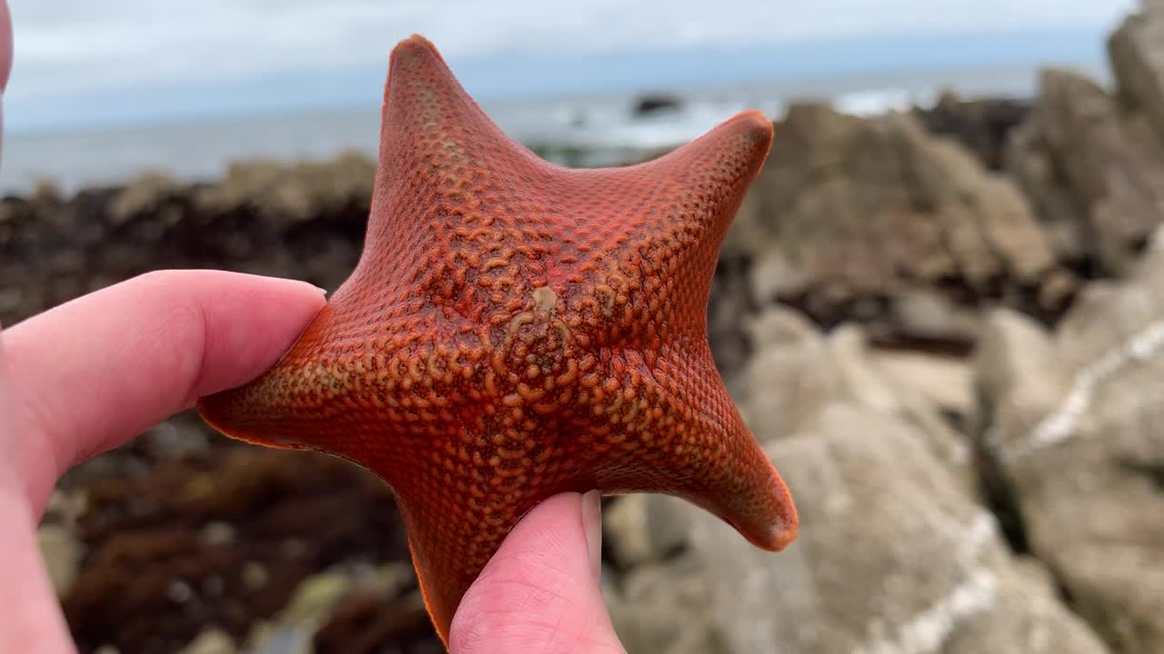 sosteniendo de la mano y observando de cerca una estrella de mar viva fuera del agua mientras explora y descubre pozas de marea en el océano en la costa del pacífico de california