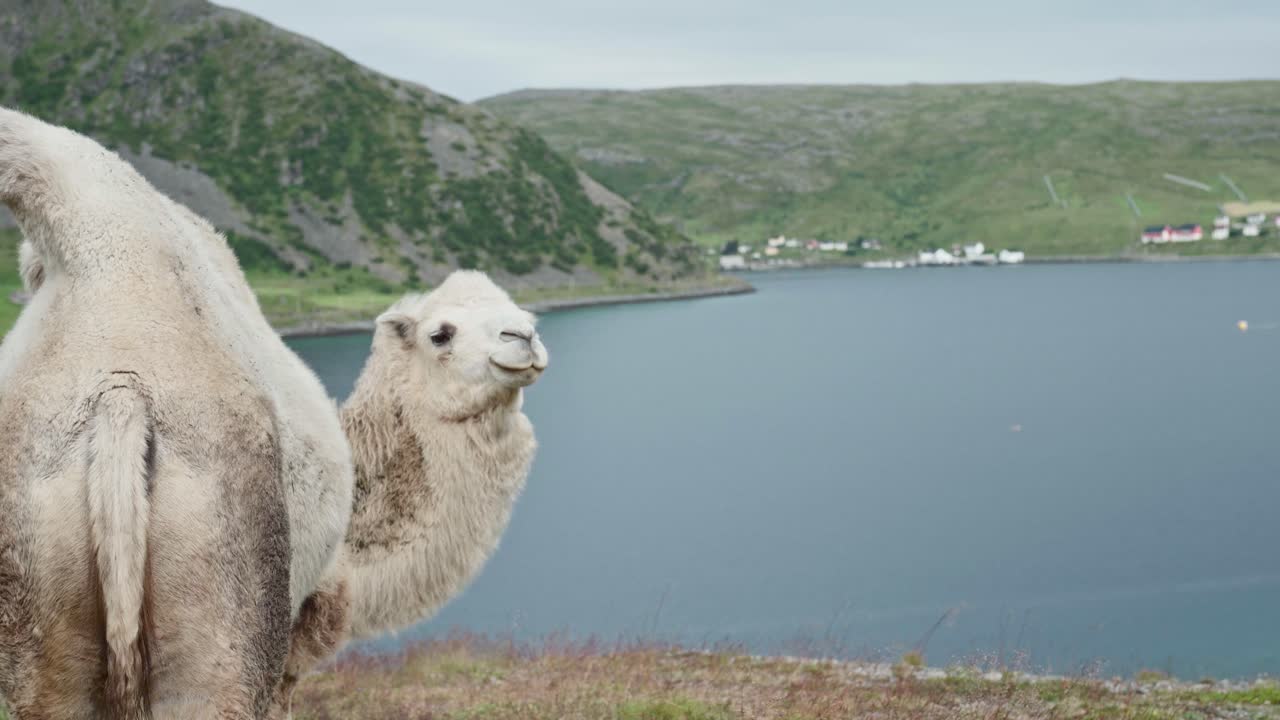 camello blanco parado en una montaña nórdica con un tranquilo lago azul de fondo en noruega